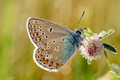 Hauhechel-Blaeuling-Polyommatus-icarus_Sprengel