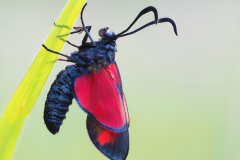 P7065663_2017-07-06-_Sechsfleckwidderchen_0496-ARadius4Smoothing2-23-Aufnahmen_Sprengel