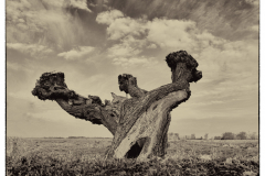 DSCF0048-1-1