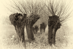 DSCF0574-1-1