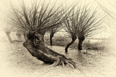DSCF4120_JPEG_1200KK