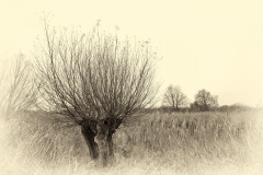 DSCF4213_JPEG_1200KK