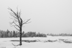image-429