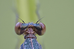 7051051-Kiesgrube-Libellen-Fliege-II-2101-C-91-Aufnahmen_Sprengel
