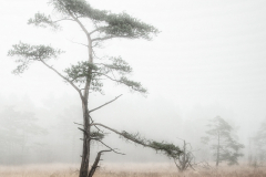 Schnaakenmoor-Morgennebel