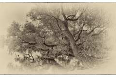 IMG_6242-2-1