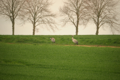 DSCF5837