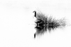 4020399_466_255SW1200