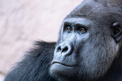 Blue-Gorilla