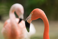 Flamingos