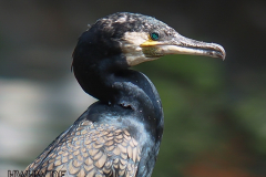 Kormoran