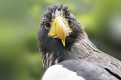 P7243533-Riesenseeadler