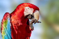 P9209986-0251-W√∂lfiMartje-09Ara