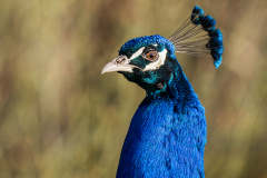 Pfau