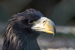 Riesenseeadler