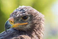 Steppenadler