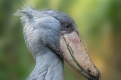 VogelpSchuhschnabel-Balaeniceps-rex-1