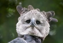 TIERPORTRAITS