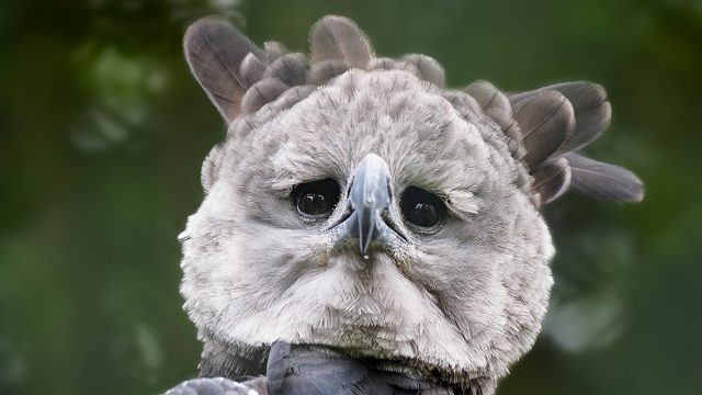 TIERPORTRAITS